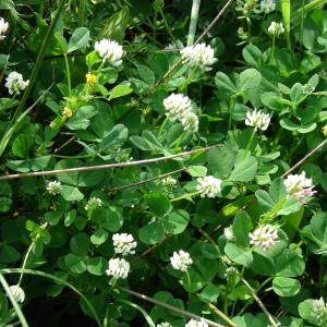  - Trifolium nigrescens Viv.