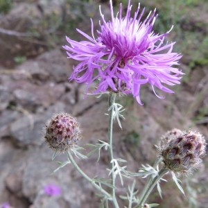 Photographie n°303849 du taxon Centaurea maculosa Lam. [1785]