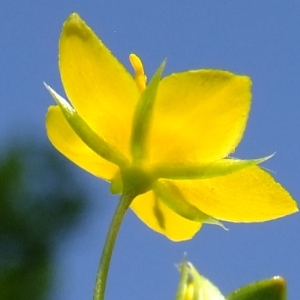 Photographie n°303881 du taxon Lysimachia nemorum L. [1753]