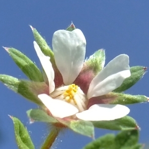 Photographie n°303902 du taxon Potentilla sterilis (L.) Garcke [1856]