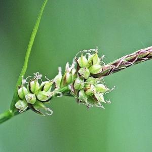 Photographie n°303964 du taxon Carex pilulifera L. [1753]