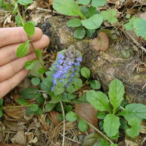 Photographie n°303979 du taxon Ajuga reptans L. [1753]