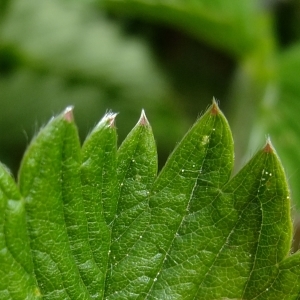 Photographie n°303994 du taxon Fragaria viridis Duchesne