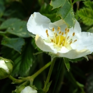 Photographie n°303997 du taxon Fragaria viridis Duchesne