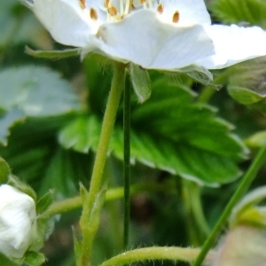 Photographie n°303998 du taxon Fragaria viridis Duchesne