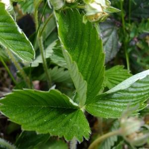 Photographie n°304000 du taxon Fragaria viridis Duchesne