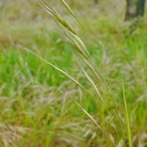 Photographie n°304018 du taxon Bromus sterilis L. [1753]