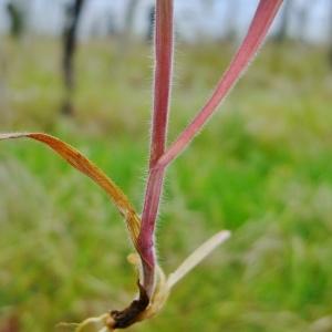 Photographie n°304020 du taxon Bromus sterilis L. [1753]