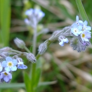 Photographie n°304028 du taxon Myosotis arvensis (L.) Hill [1764]