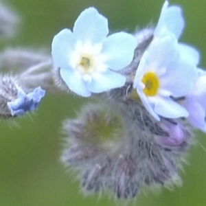 Photographie n°304029 du taxon Myosotis arvensis (L.) Hill [1764]