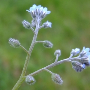 Photographie n°304030 du taxon Myosotis arvensis (L.) Hill [1764]