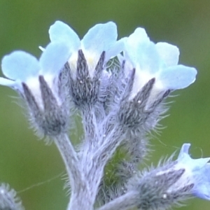 Photographie n°304031 du taxon Myosotis arvensis (L.) Hill [1764]