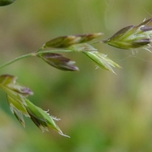 Photographie n°304046 du taxon Poa trivialis L. [1753]