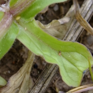 Photographie n°304051 du taxon Valerianella locusta (L.) Laterr. [1821]