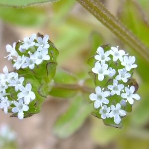 Photographie n°304053 du taxon Valerianella locusta (L.) Laterr. [1821]