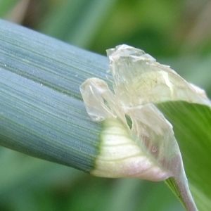 Photographie n°304054 du taxon Dactylis glomerata L. [1753]