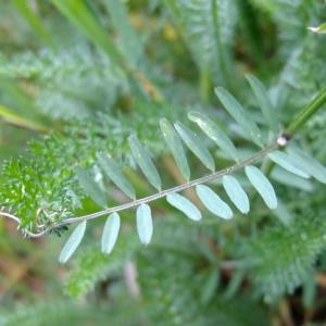 Photographie n°304081 du taxon Vicia hirsuta (L.) Gray [1821]