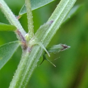 Photographie n°304085 du taxon Vicia hirsuta (L.) Gray [1821]