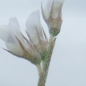 Photographie n°304086 du taxon Vicia hirsuta (L.) Gray [1821]