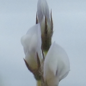 Photographie n°304087 du taxon Vicia hirsuta (L.) Gray [1821]