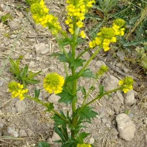 Photographie n°304090 du taxon Barbarea vulgaris R.Br. [1812]