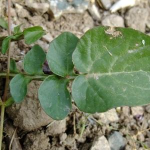 Photographie n°304091 du taxon Barbarea vulgaris R.Br. [1812]