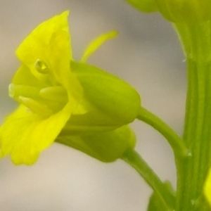 Photographie n°304093 du taxon Barbarea vulgaris R.Br. [1812]