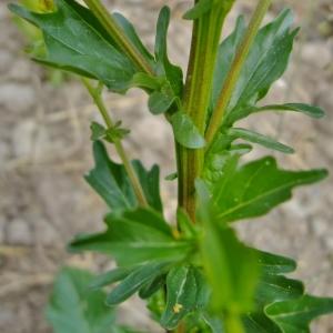 Photographie n°304094 du taxon Barbarea vulgaris R.Br. [1812]