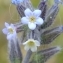  Yoan Martin - Myosotis discolor Pers. [1797]