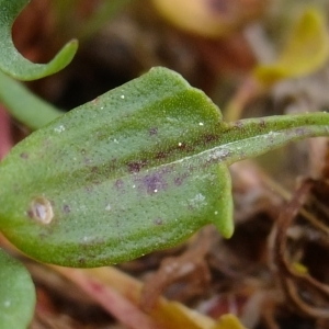 Photographie n°304112 du taxon Rumex acetosella L. [1753]
