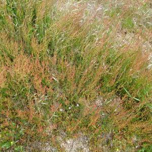 Photographie n°304113 du taxon Rumex acetosella L. [1753]