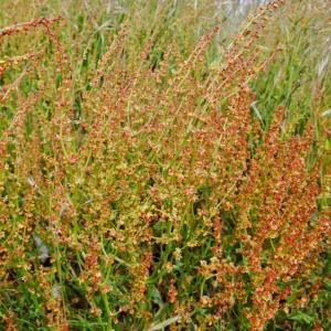 Photographie n°304114 du taxon Rumex acetosella L. [1753]
