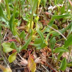 Photographie n°304115 du taxon Rumex acetosella L. [1753]