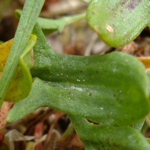 Photographie n°304116 du taxon Rumex acetosella L. [1753]