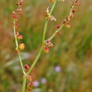 Photographie n°304117 du taxon Rumex acetosella L. [1753]