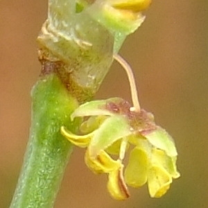 Photographie n°304118 du taxon Rumex acetosella L. [1753]