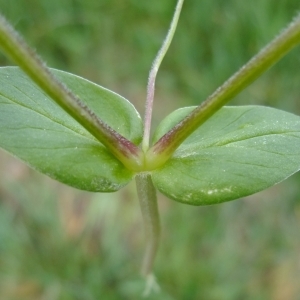 Photographie n°304122 du taxon Stellaria media (L.) Vill. [1789]