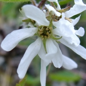 Photographie n°304139 du taxon Amelanchier ovalis Medik. [1793]