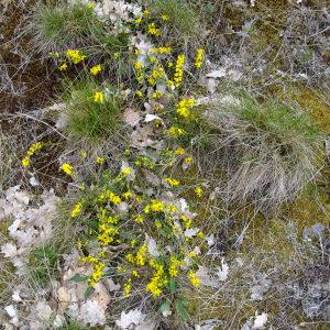 Photographie n°304165 du taxon Genista pilosa L. [1753]