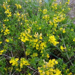 Photographie n°304166 du taxon Genista pilosa L. [1753]