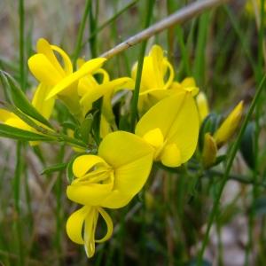 Photographie n°304169 du taxon Genista pilosa L. [1753]