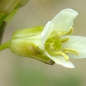 Photographie n°304192 du taxon Turritis glabra L. [1753]