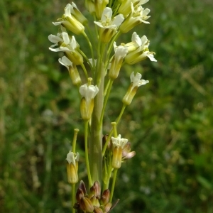 Photographie n°304193 du taxon Turritis glabra L. [1753]