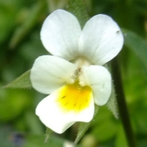 Photographie n°304208 du taxon Viola arvensis Murray [1770]