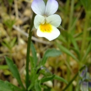 Photographie n°304209 du taxon Viola arvensis Murray [1770]