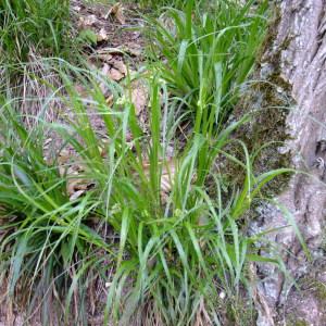 Photographie n°304252 du taxon Luzula luzuloides (Lam.) Dandy & Wilmott [1938]