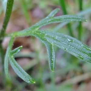 Photographie n°304283 du taxon Ranunculus bulbosus L. [1753]