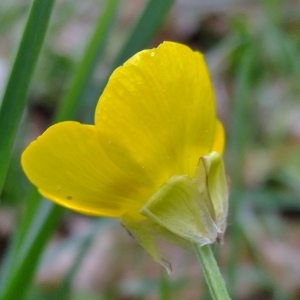 Photographie n°304284 du taxon Ranunculus bulbosus L. [1753]