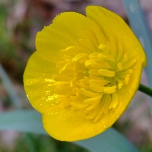 Photographie n°304285 du taxon Ranunculus bulbosus L. [1753]