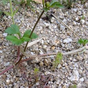 Photographie n°304294 du taxon Ranunculus repens L. [1753]